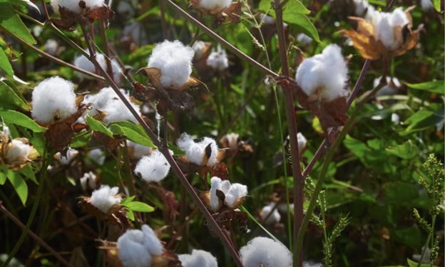 Cotton Egypt Association: Safeguarding the Legacy and Sustainability of Egyptian Cotton™