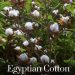 Cotton Egypt Association: Safeguarding the Legacy and Sustainability of Egyptian Cotton™
